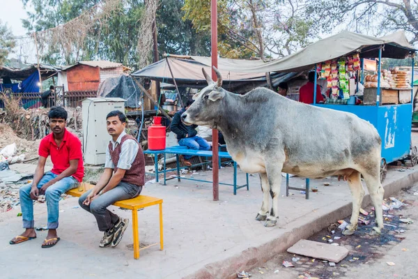 Lucknow Indie Lutego 2017 Krowa Ulicy Lucknow Stan Uttar Pradesh — Zdjęcie stockowe