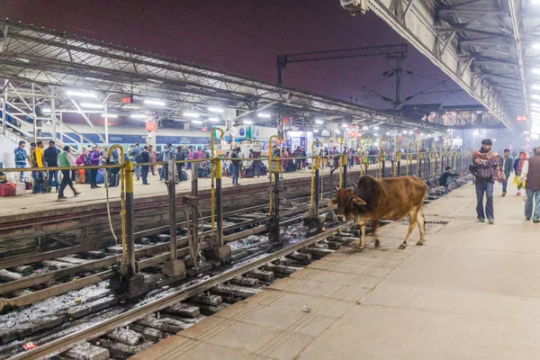 Lucknow Índia Fevereiro 2017 Vaca Uma Plataforma Estação Ferroviária Lucknow — Fotografia de Stock