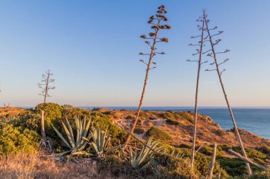 Portekiz, Lagos yakınlarındaki Ponta da Piedade 'de bağışlanmış bitkiler.