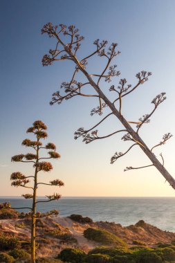 Portekiz, Lagos yakınlarındaki Ponta da Piedade 'de bağışlanmış bitkiler.