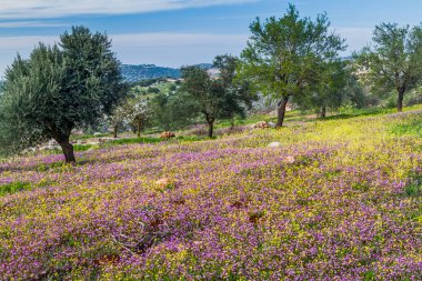 Ürdün Ajloun kasabası yakınlarındaki manzara.
