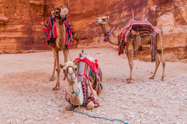Kamelen Oude Stad Petra Jordanië — Stockfoto