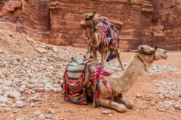 Camels Ancient City Petra Jordan — Stock Photo, Image