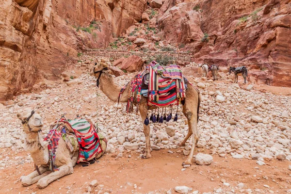 Kamelen Oude Stad Petra Jordanië — Stockfoto