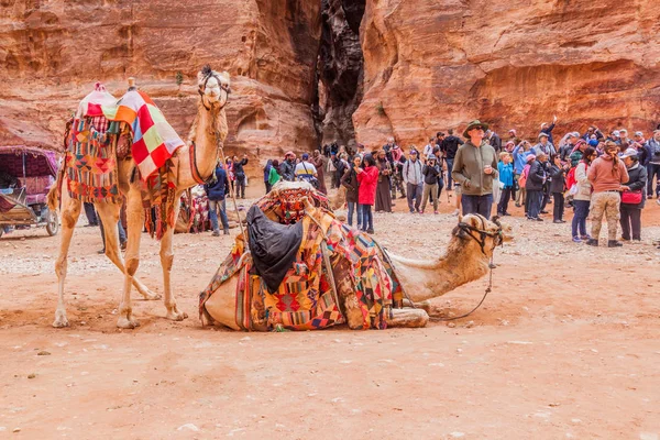 Petra Giordania Marzo 2017 Cammelli Turisti Nell Antica Città Petra — Foto Stock