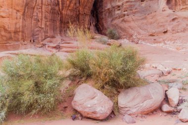 Wadi Rum çölünün bitkileri, Ürdün