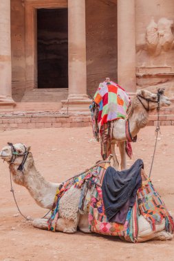 Kadim Petra, Ürdün 'deki El Kaide Tapınağı' nın (Hazine) önündeki develer
