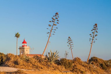 Portekiz, Lagos yakınlarındaki Ponta da Piedade 'de deniz feneri ve agave bitkileri.