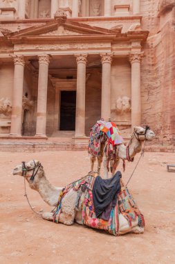 Kadim Petra, Ürdün 'deki El Kaide Tapınağı' nın (Hazine) önündeki develer