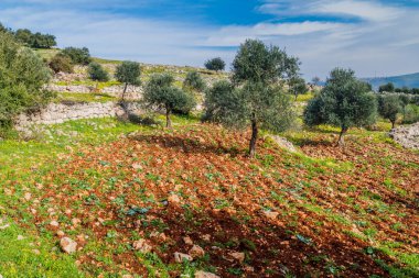 Ürdün Ajloun kasabası yakınlarındaki manzara.