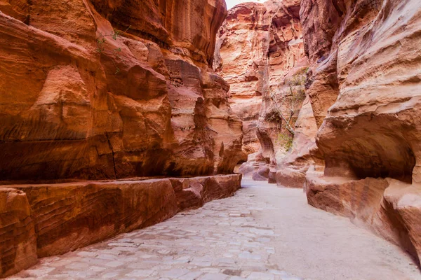 Siq Narrow Gorge Main Entrance Ancient City Petra Jordan — 스톡 사진