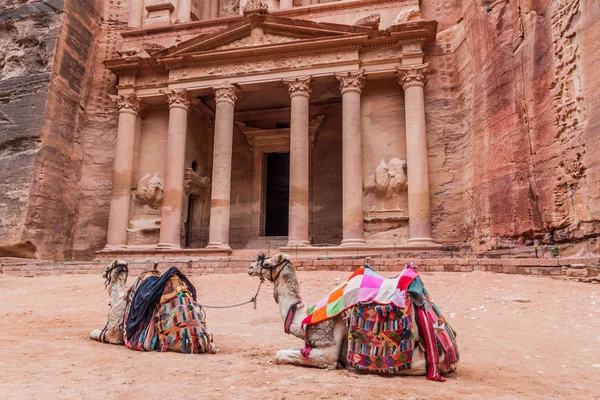 Kameler Framför Khazneh Templet Trasuryn Den Antika Staden Petra Jordanien — Stockfoto