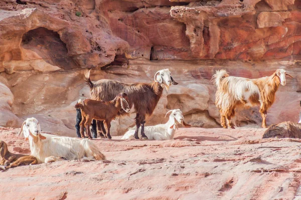 Cabras Antigua Ciudad Petra Jordania — Foto de Stock