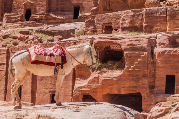 Eski Kentte Eşek Petra Ürdün — Stok fotoğraf