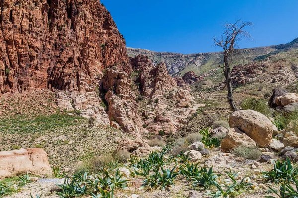 Wadi Dana Canyon Dana Biosphere Reserve Jordan — 스톡 사진