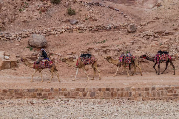Petra Jordan March 2017 Local Man Rides Camel Caravan Ancient — Stock Photo, Image