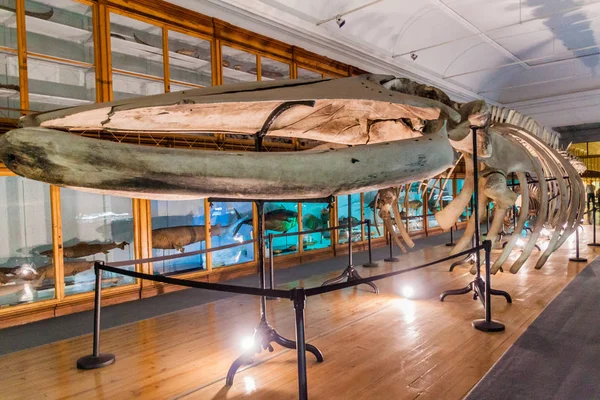 โคล มบรา โปรต เกส ลาคม 2017 โครงกระด กปลาวาฬท ทยาศาสตร ของมหาว — ภาพถ่ายสต็อก