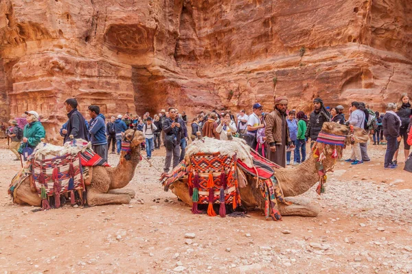 Petra Jordanien Mars 2017 Kameler Och Turister Den Antika Staden — Stockfoto