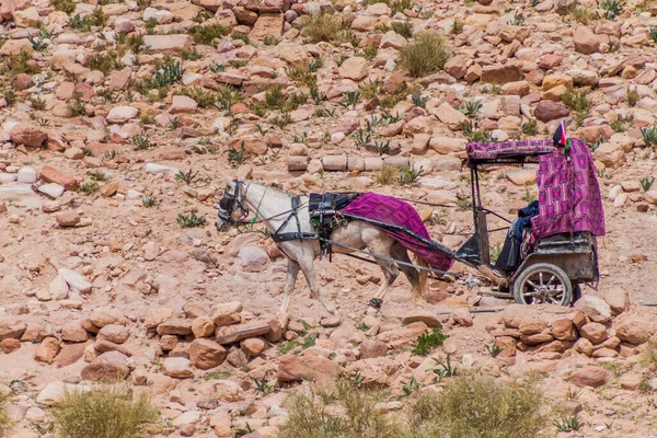 Horse Cart Ancient City Petra Jordan — Stock Photo, Image
