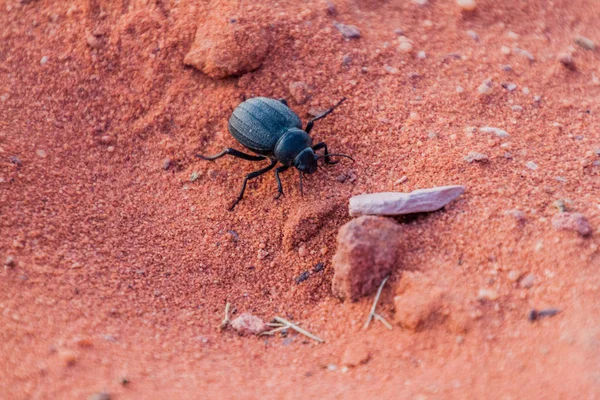 Pimelia Käfer Der Wüste Wadi Rum Jordanien — Stockfoto