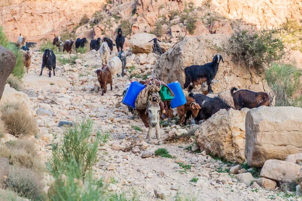 Kozy Osel Kaňonu Wadi Dana Biosférické Rezervaci Dana Jordánsko — Stock fotografie