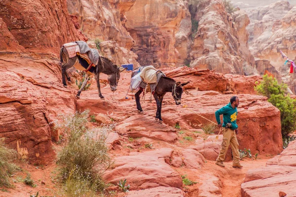 Petra Jordanië Maart 2017 Lokale Man Met Zijn Ezels Oude — Stockfoto