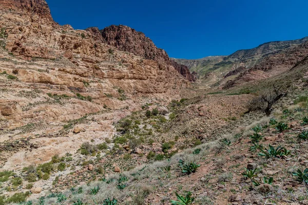 Deep Wadi Dana Canyon Dana Biosphere Reserve Jordan — ストック写真