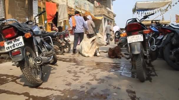 Widok krów i motocykli na ulicę w Varanasi, Indie — Wideo stockowe