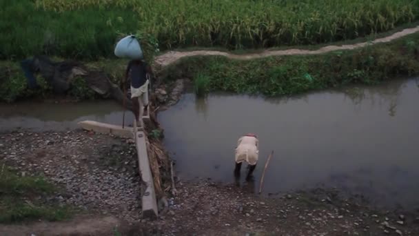 Местные крестьяне пересекают рисовое поле в индийском штате Бихар . — стоковое видео