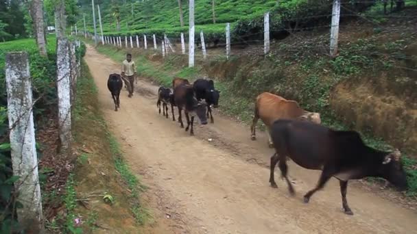 Koeienkudde in Zareen Tea Estate bij Srimangal, Bangladesh — Stockvideo