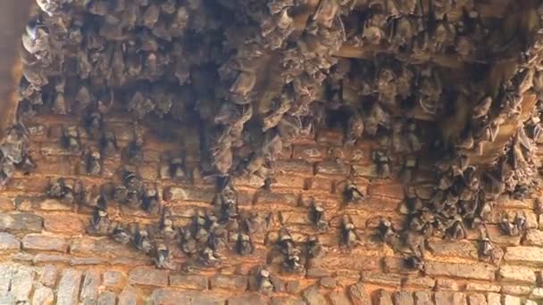 Morcegos nas ruínas do Palácio Puthia na aldeia Puthia — Vídeo de Stock