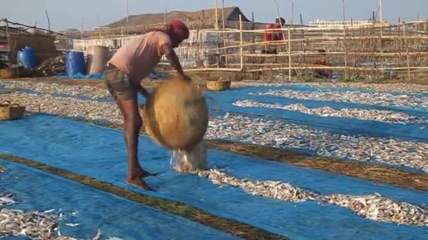 Lokale bevolking droge vis op Dublar Char Dubla eiland, Bangladesh — Stockvideo