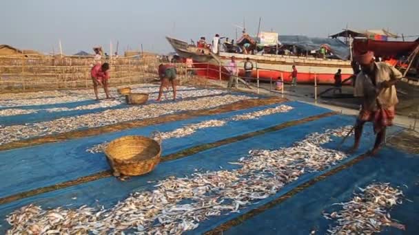 Miejscowi ludzie suche ryby na wyspie Dublar Char Dubla, Bangladesz — Wideo stockowe
