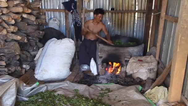 Verwerking van theebladeren in een dorp nabij Kalaw, Myanmar — Stockvideo