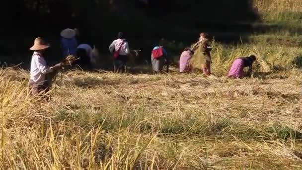 Reisernte in der Nähe von Kalaw-Stadt, Myanmar — Stockvideo