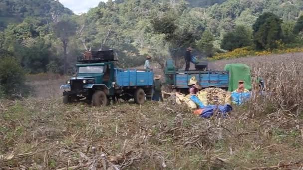 Lokalbefolkningen skördar majs nära Hsipaw, Myanmar — Stockvideo
