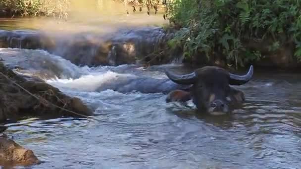 Hsipaw yakınlarında bir derede bufalo. — Stok video