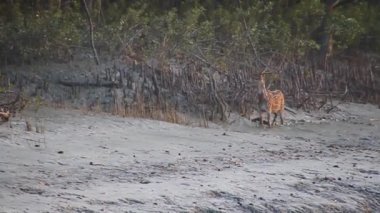 Sundarbans 'da bir mangrov ormanında benekli geyik Ekseni