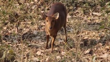 Kaziranga Ulusal Parkı 'nda geyik yavrusu