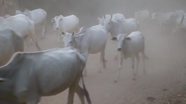 Herd van zebu in Bagan — Stockvideo