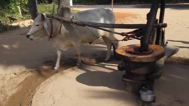 Prensa de aceite de cacahuete alimentado por bueyes cerca de Bagan . — Vídeos de Stock