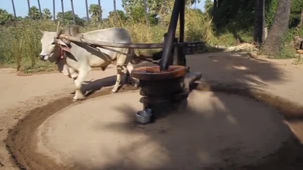 Napędzana wołem prasa do oleju orzechowego w pobliżu Bagan. — Wideo stockowe