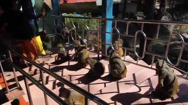 Ludzie i makaki na schodach na górę Popa, Myanmar — Wideo stockowe