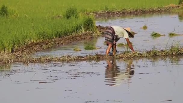 Местный крестьянин, работающий на рисовом поле возле пещеры Саддан около Хпана, Мьянма — стоковое видео