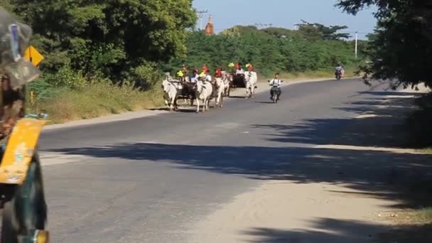 Zebu ciągnął wózki na drodze w Bagan, Myanmar — Wideo stockowe