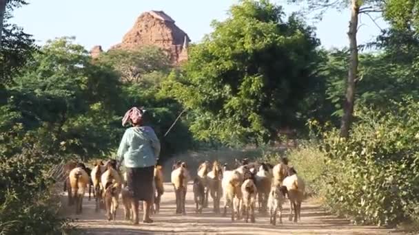 Vrouwelijke herder met geiten in Bagan, Myanmar — Stockvideo