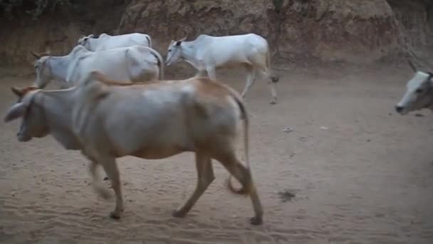 Manada de zebú en Bagan — Vídeos de Stock
