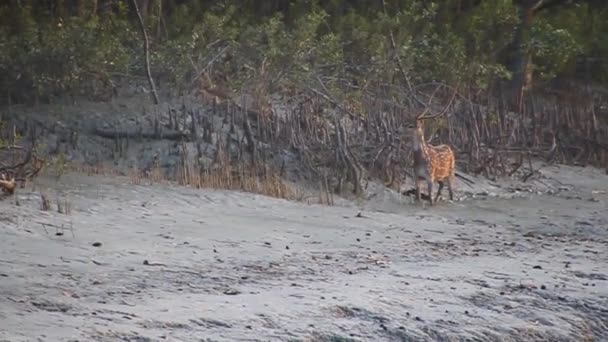 Eje del eje del ciervo moteado en un bosque de manglares en Sundarbans — Vídeos de Stock