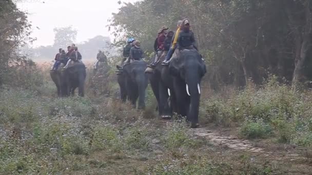 Turister rida elefanter under safari i Kaziranga nationalpark — Stockvideo