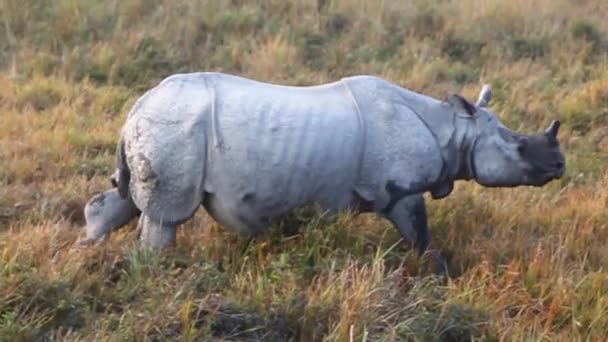 Indian rhinoceros Rhinoceros unicornis — Stock Video